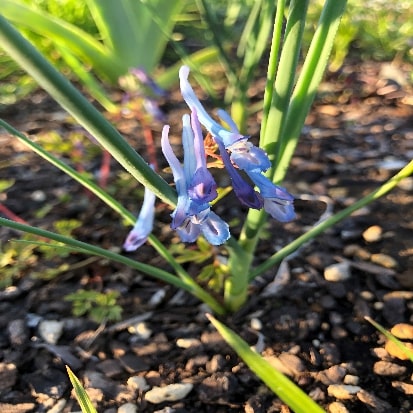 アオバナケマンソウ