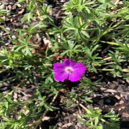 アケボノフウロ