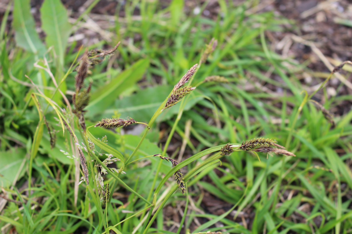 ミヤマクロスゲ