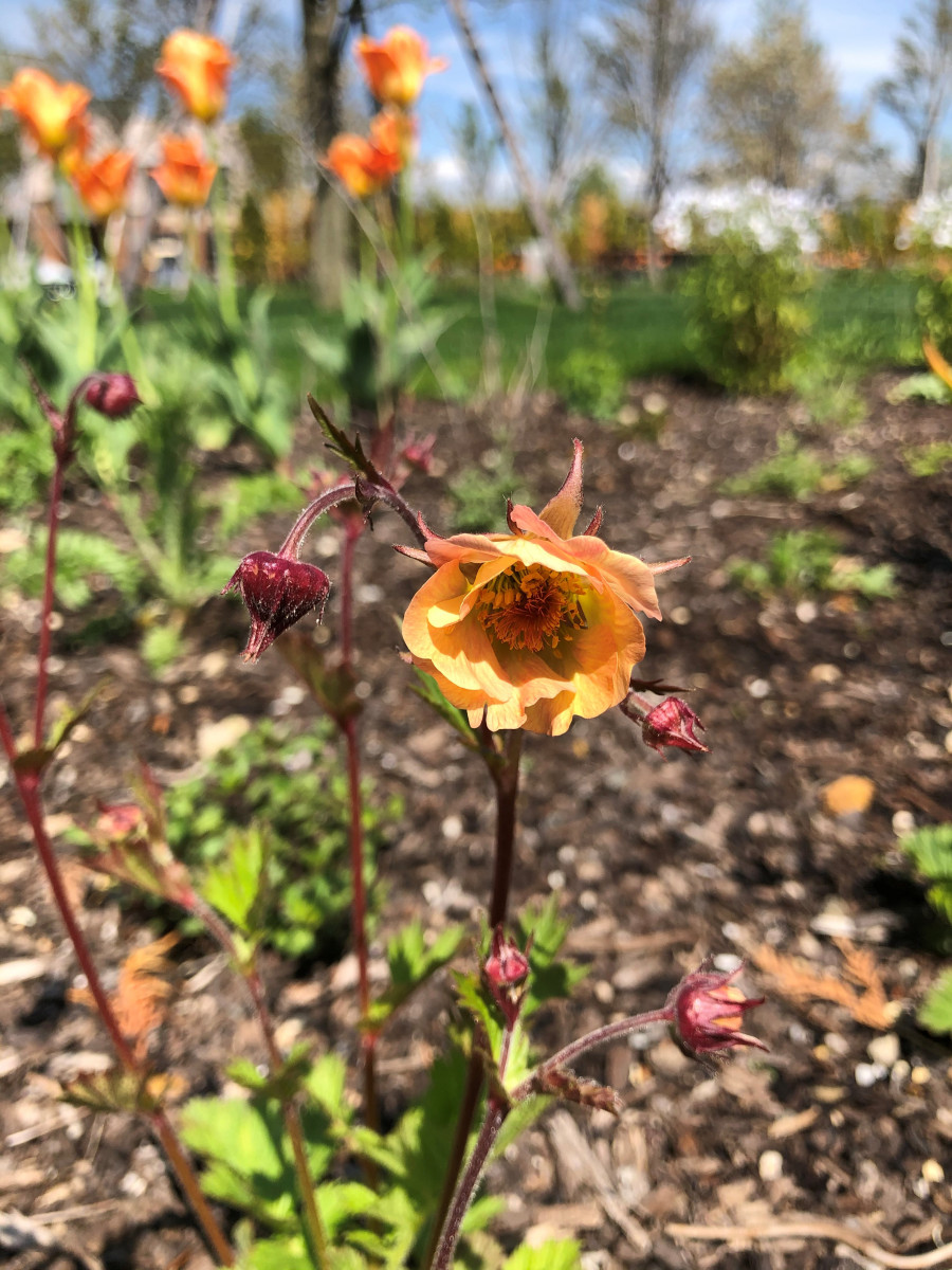 ジャノメキンバイ