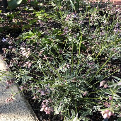 セイヨウハナシノブ