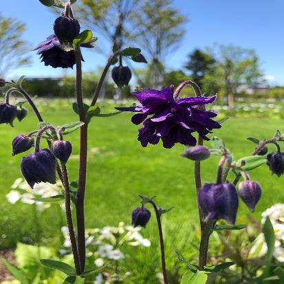 セイヨウオダマキ