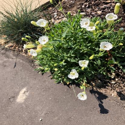 ホテイマンテマ