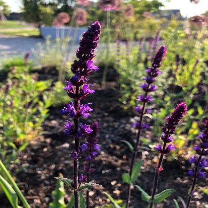 ウッドランドセージ