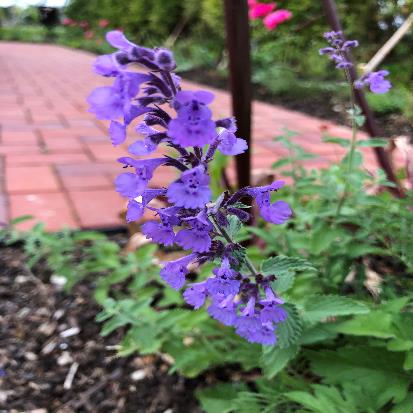 キャットミント