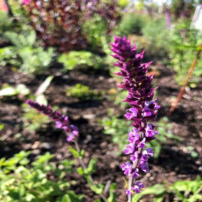 アメジストセージ