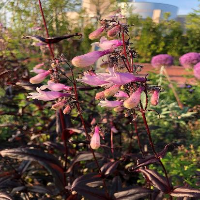 シロツリガネヤナギ