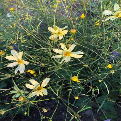 イトバハルシャギク