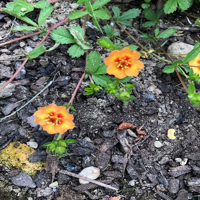 ベニバナキジムシロ