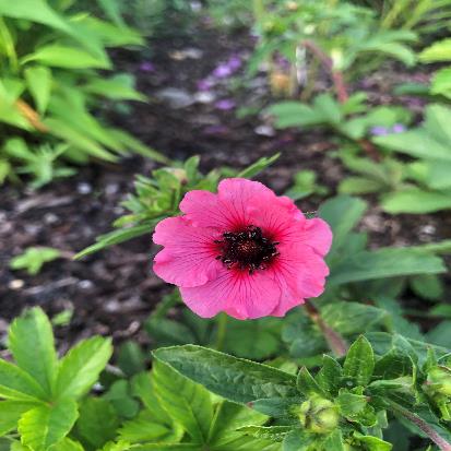 ベニバナロウゲ