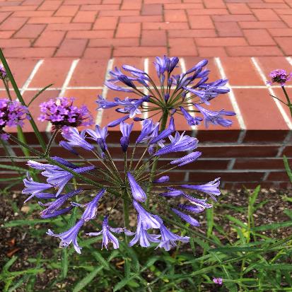 ムラサキクンシラン