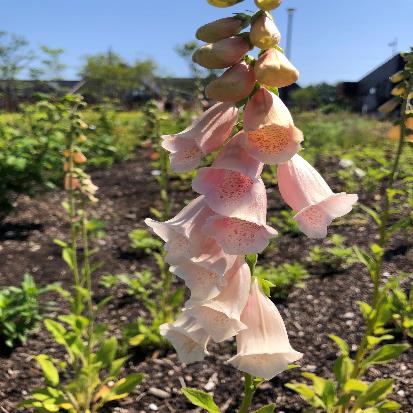 キツネノテブクロ