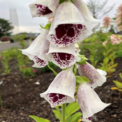 キツネノテブクロ