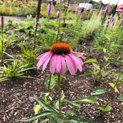 ムラサキバレンギク