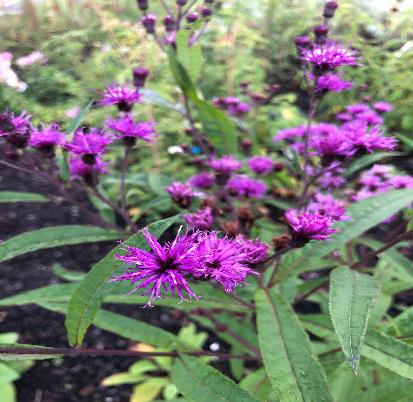 ニューヨークアイアンウィード