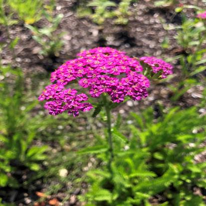 セイヨウノコギリソウ