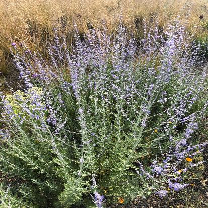 ロシアンセージ