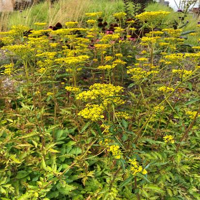 ヒメオミナエシ