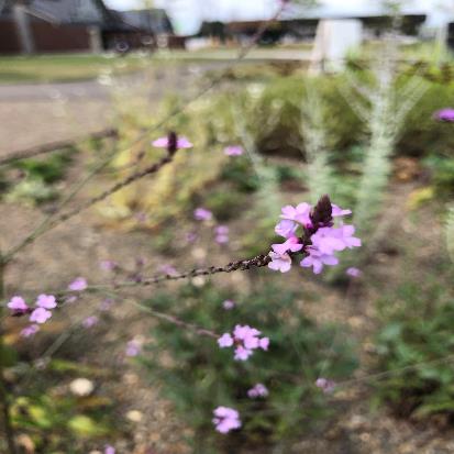 コモンバーベイン