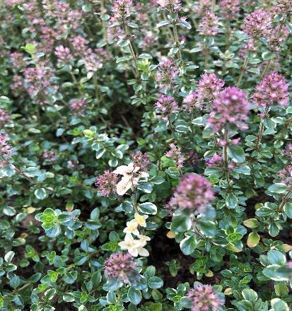 タチジャコウソウ