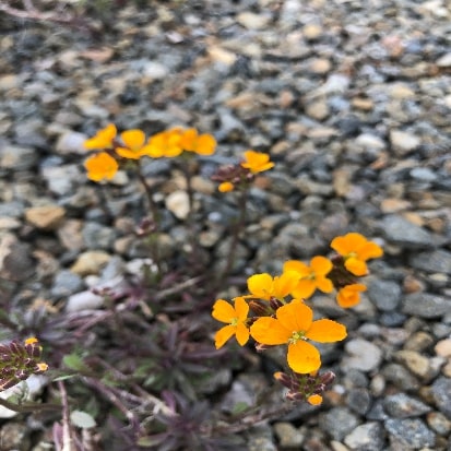 オウゴンナズナ