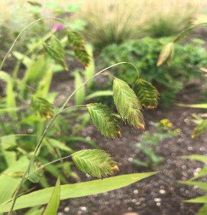 アメリカコバンソウ