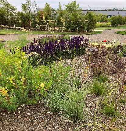 ヘリクトトリコン・センペルビレンス