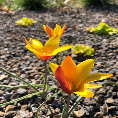 原種系チューリップ