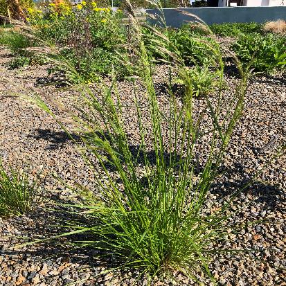 ヒロハノコメススキ