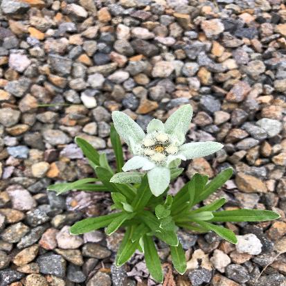 エーデルワイス