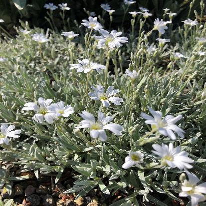 シロミミナグサ