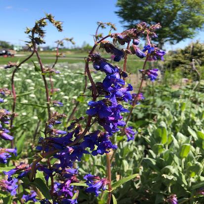 ツリガネヤナギ