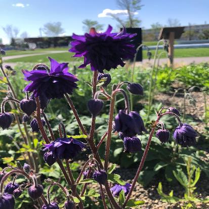 セイヨウオダマキ