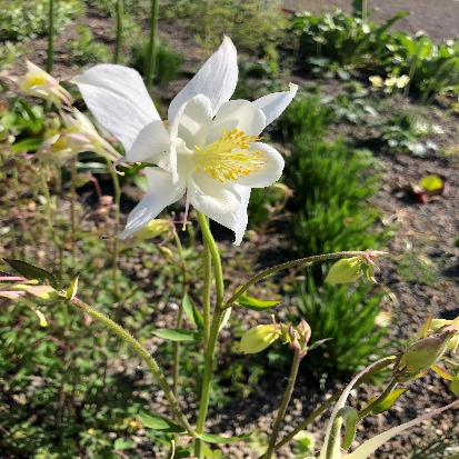 ソライロオダマキ