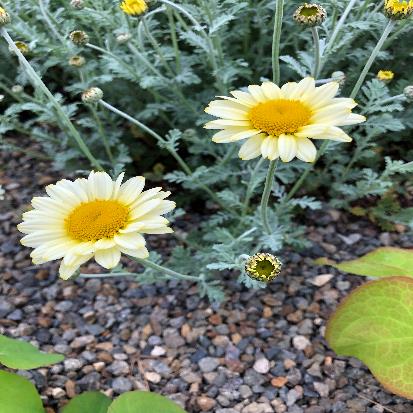 イエローカモミール