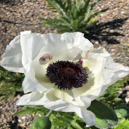 オリエンタルポピー