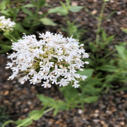 ベニカノコソウ