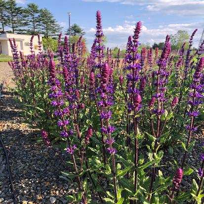 ウッドランドセージ