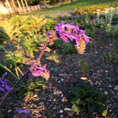 ノーディングセージ