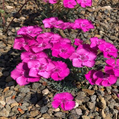 オヤマナデシコ