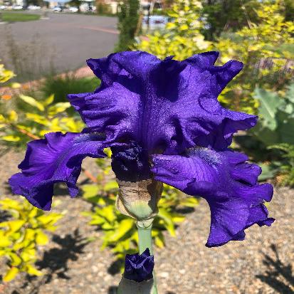 ジャーマン・アイリス