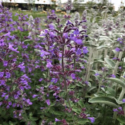 ブルーキャットミント