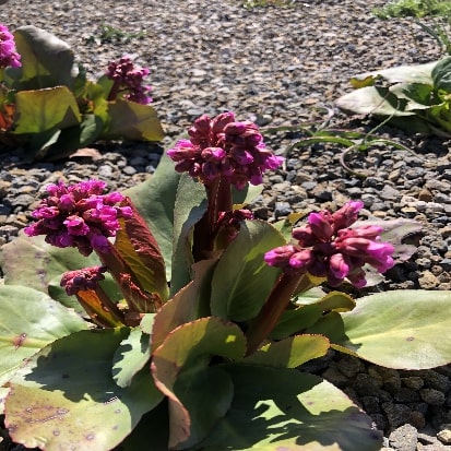 ヒマラヤユキノシタ