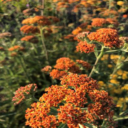 セイヨウノコギリソウ