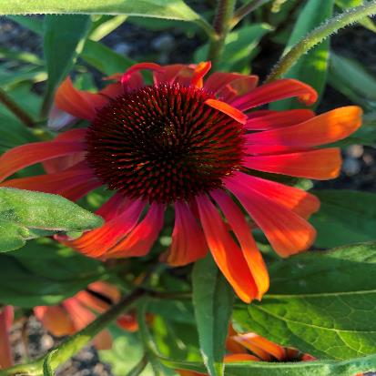 ムラサキバレンギク