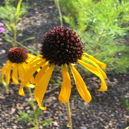 キバナエキナセア