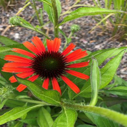 ムラサキバレンギク