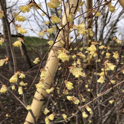 樹木：ヒュウガミズキ