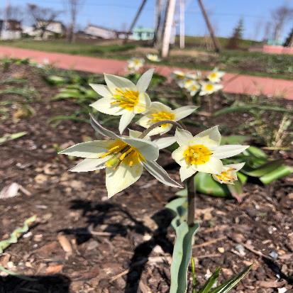 原種チューリップ