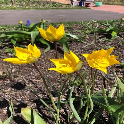 原種系チューリップ